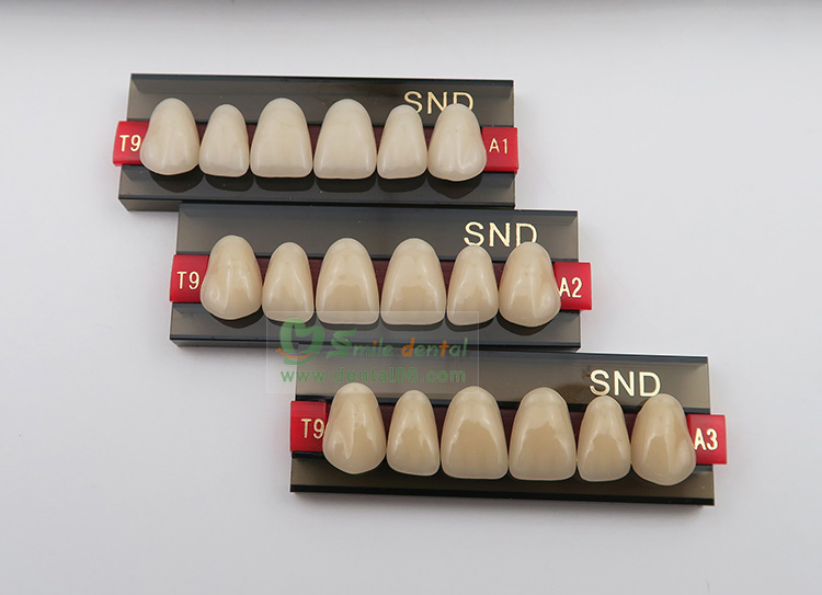 Two Layer Acrylic Resin Teeth